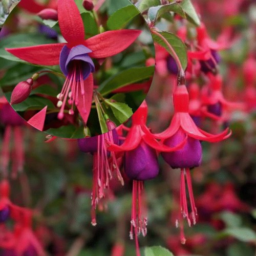 Fuchsia 'Summer Island® Rose-Purple' - Fuksia 'Summer Island® Rose-Purple'  